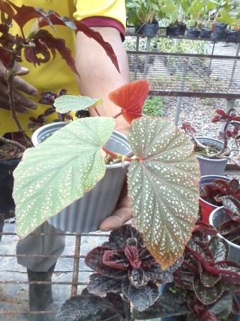 Begonia Perico